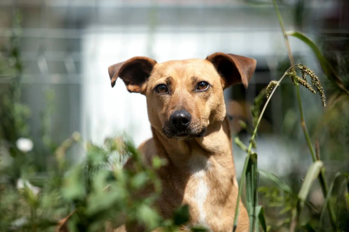 Malia, Mixed Breed for adoption at Embla Rescue, Helsinki
