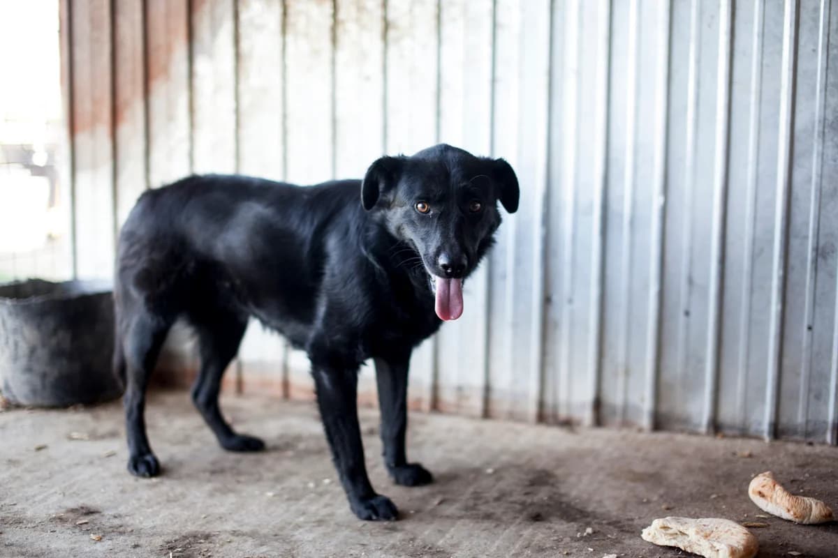 Manda, Mixed Breed for adoption at Embla Rescue, Helsinki