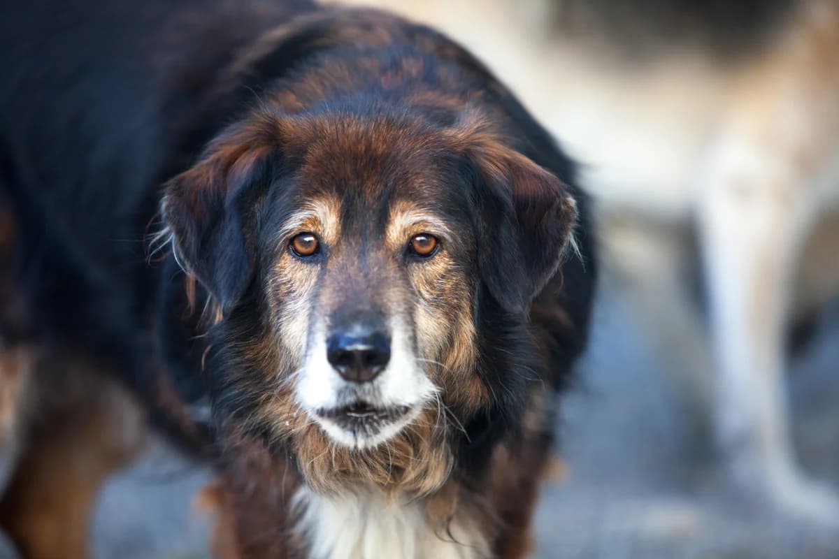 Melamin, Mixed Breed for adoption at Embla Rescue, Helsinki