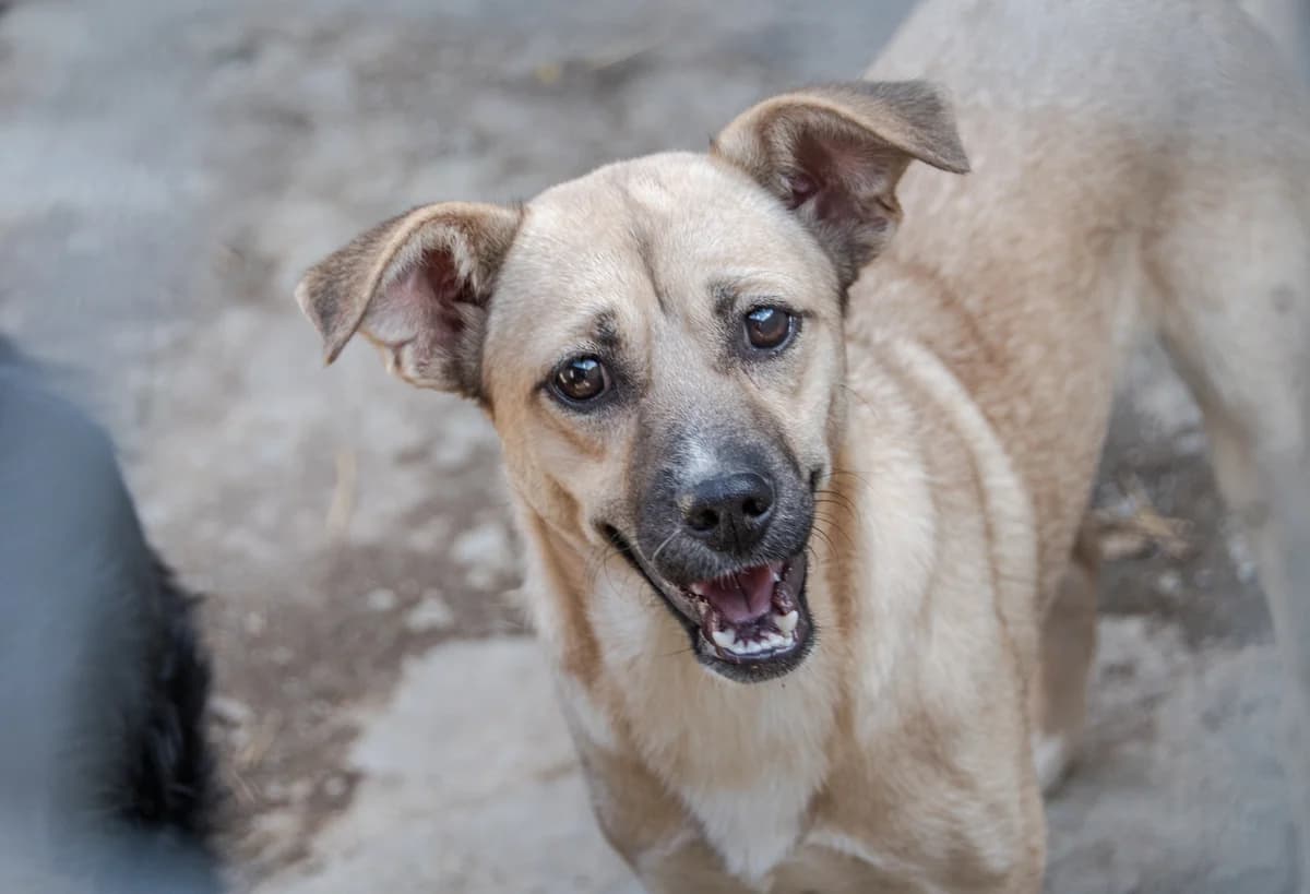 Miisa, Mixed Breed for adoption at Embla Rescue, Helsinki