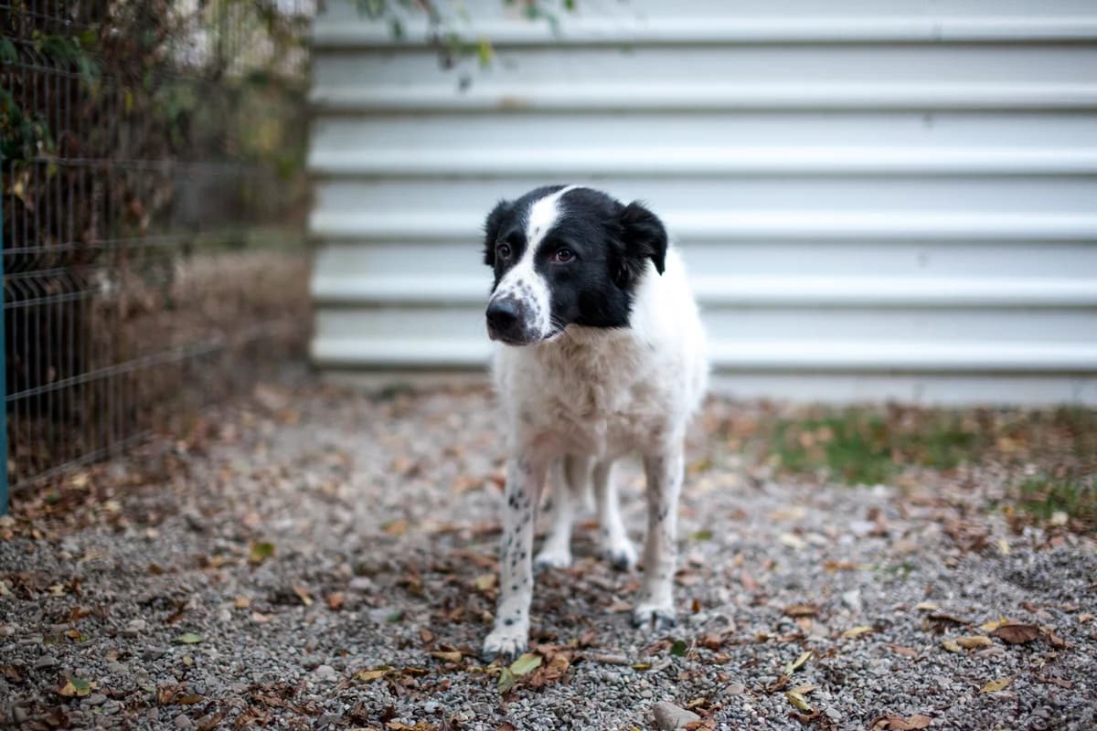 Mila,  Mixed Breed for adoption at Embla Rescue, Helsinki