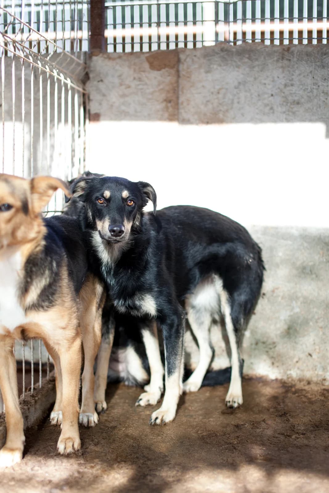 Milana, Mixed Breed for adoption at Embla Rescue, Helsinki
