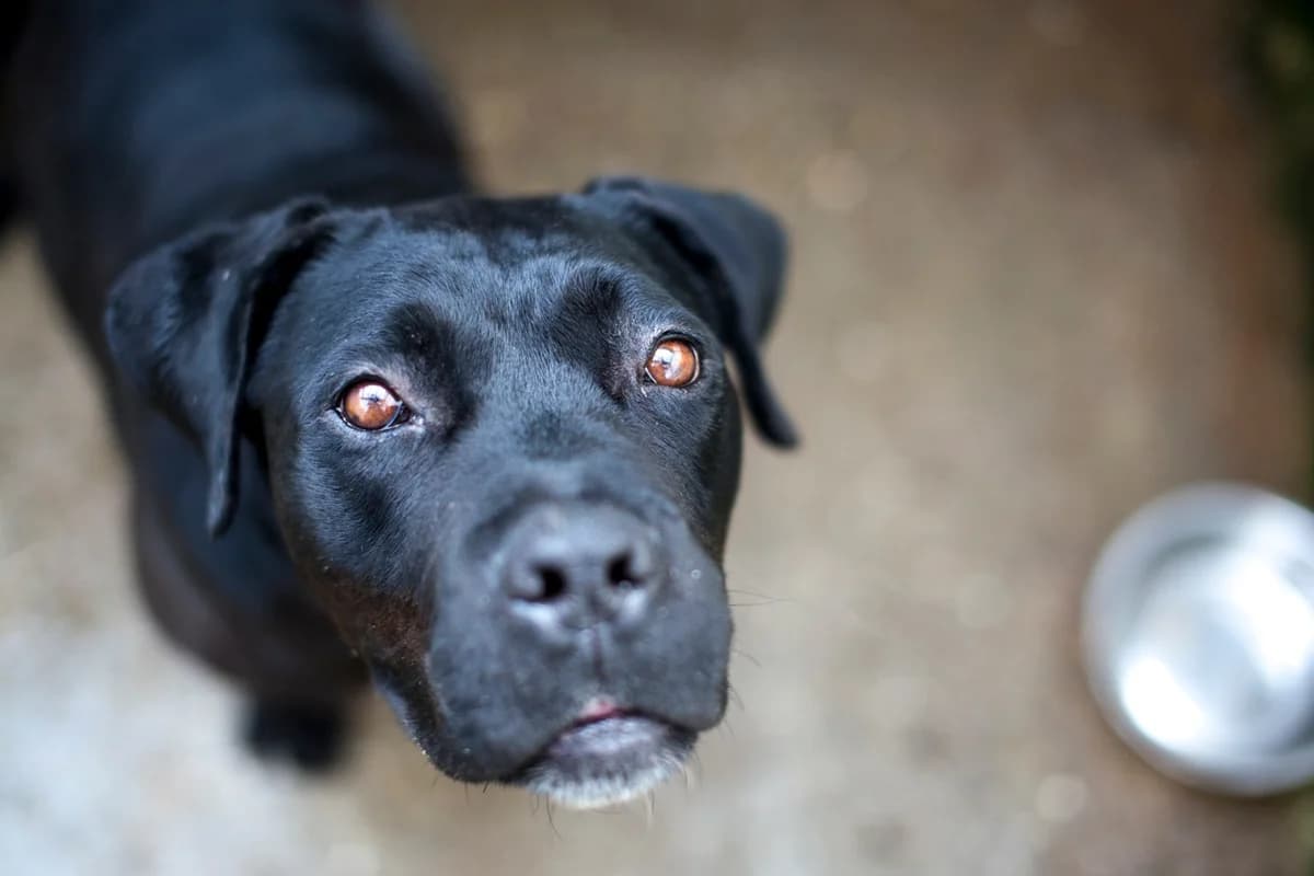 Mina,  Mixed Breed for adoption at Embla Rescue, Helsinki