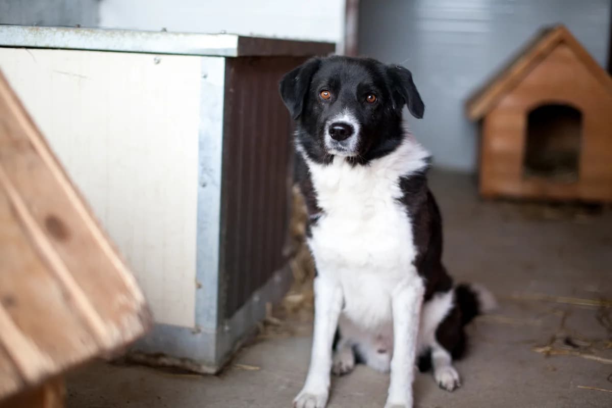 Minosch, Mixed Breed for adoption at Embla Rescue, Helsinki