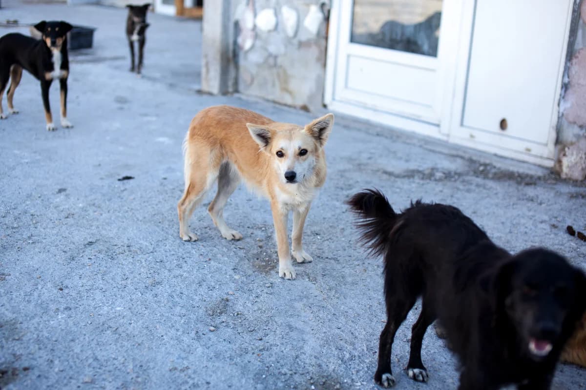 Minttu, Mixed Breed for adoption at Embla Rescue, Helsinki