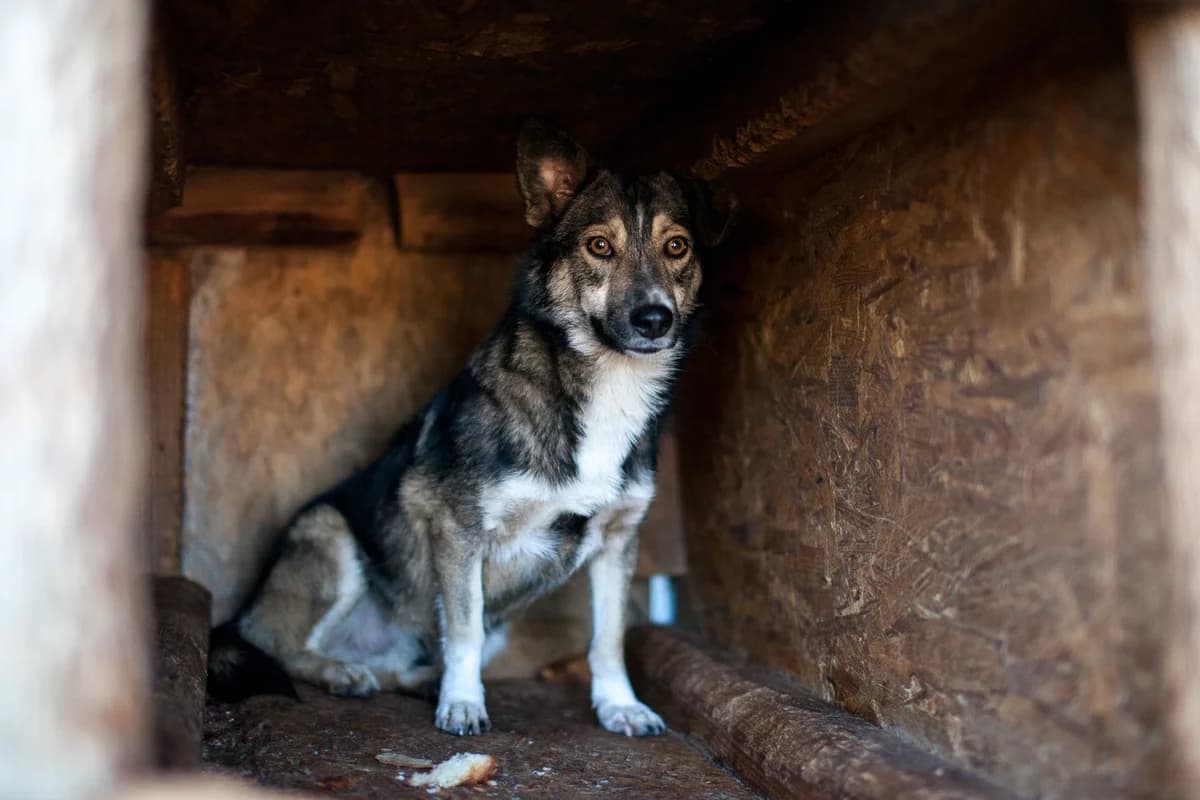 Nano, Mixed Breed for adoption at Embla Rescue, Helsinki