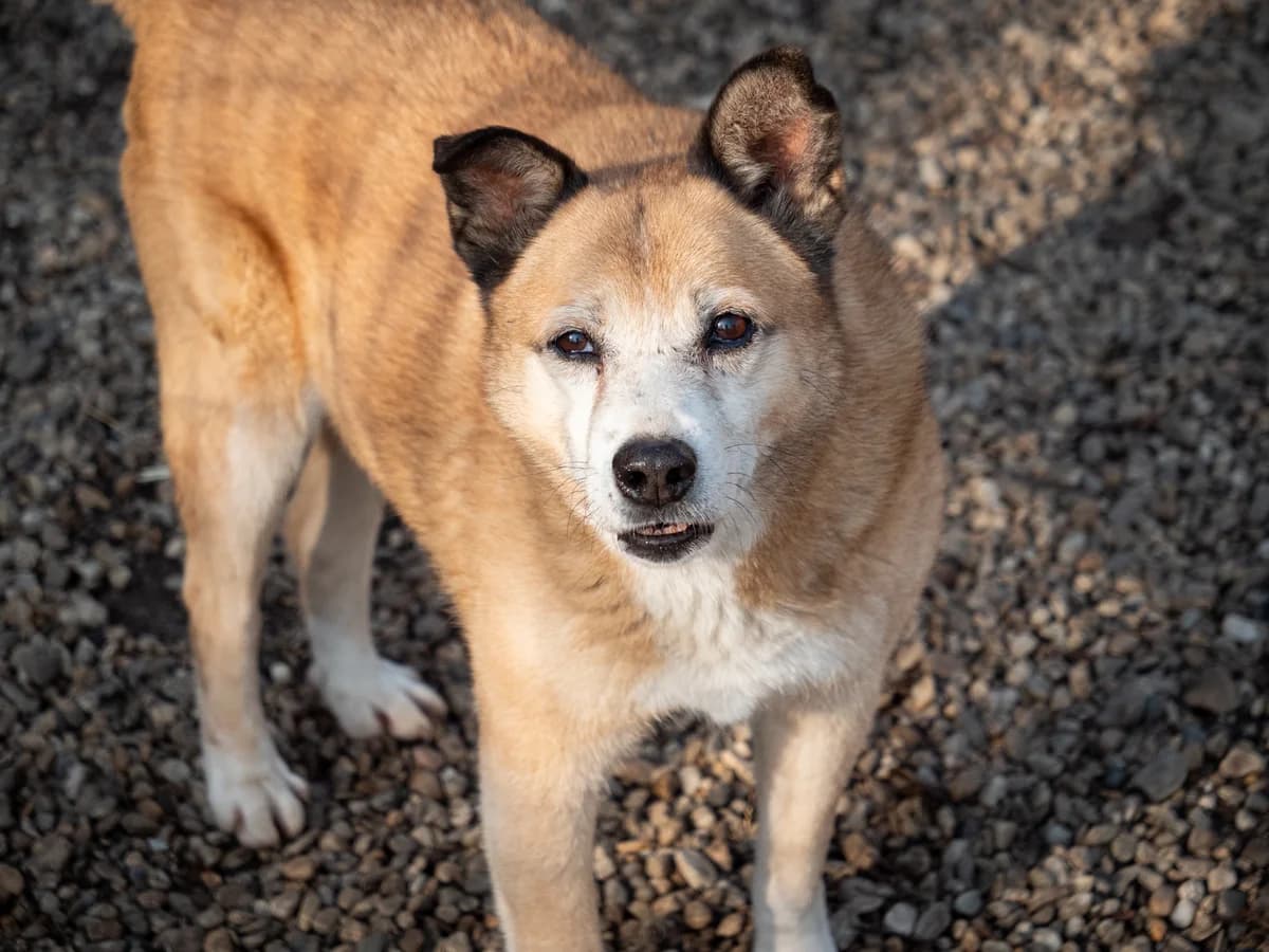 Nela, Mixed Breed for adoption at Embla Rescue, Helsinki