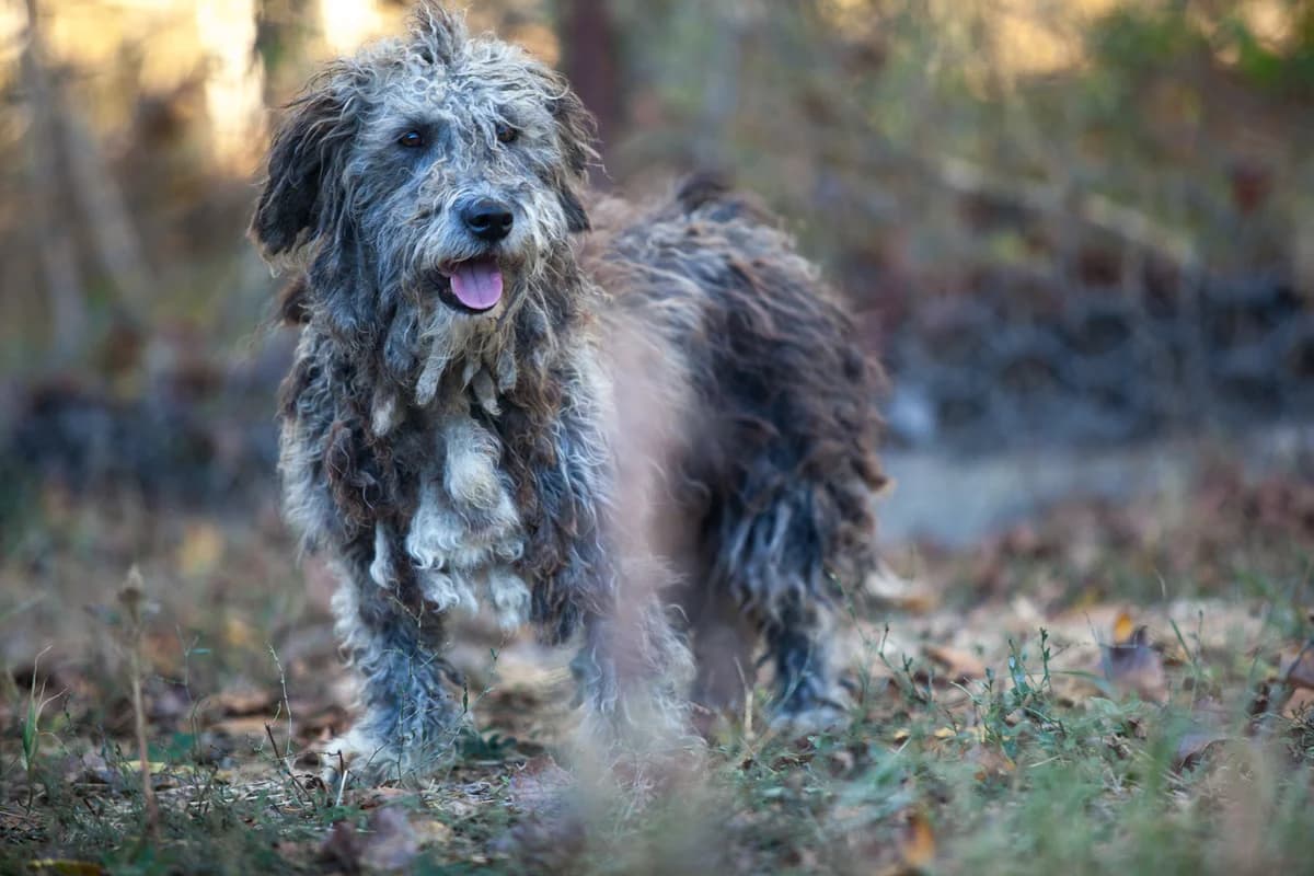 Neta,  Mixed Breed for adoption at Embla Rescue, Helsinki