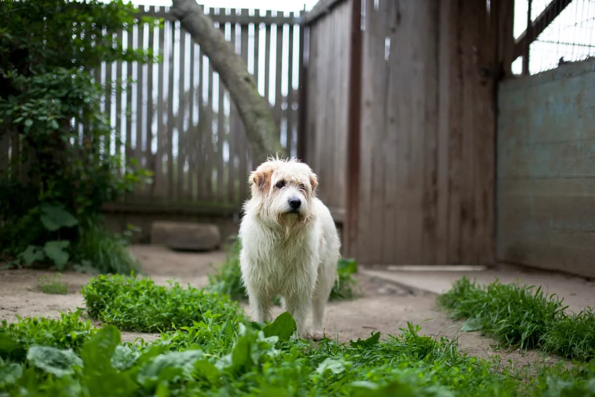 Nia,  Mixed Breed for adoption at Embla Rescue, Helsinki