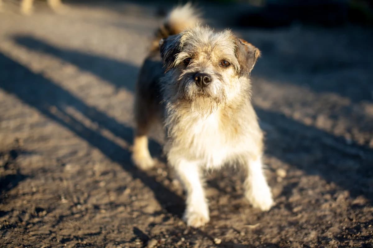 Nooa, Mixed Breed for adoption at Embla Rescue, Helsinki