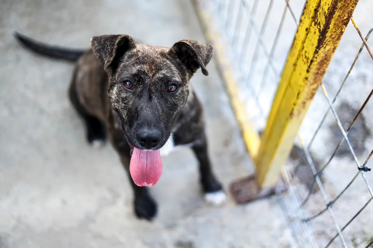 Nora,  Mixed Breed for adoption at Embla Rescue, Helsinki