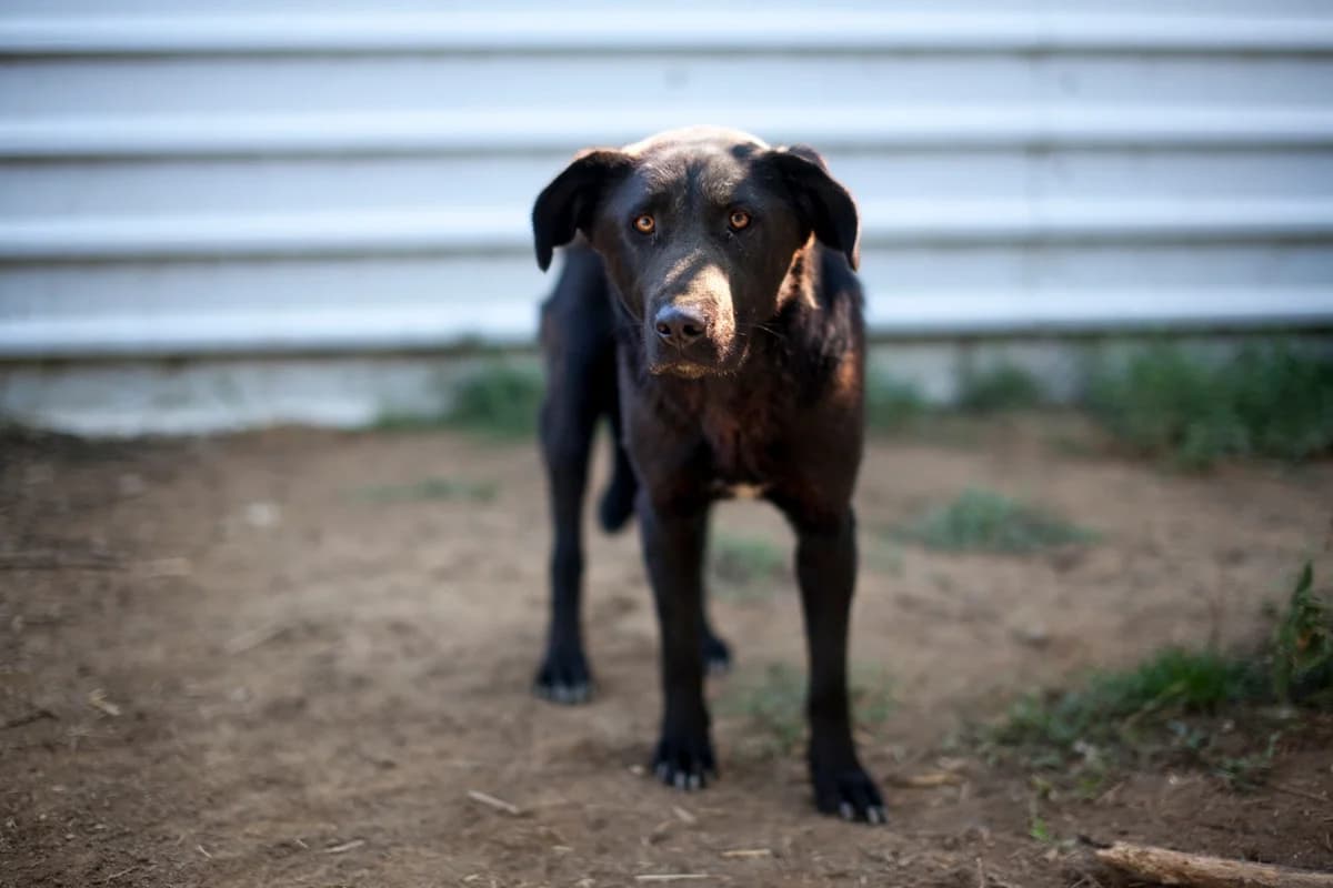 Olivia,  Mixed Breed for adoption at Embla Rescue, Helsinki