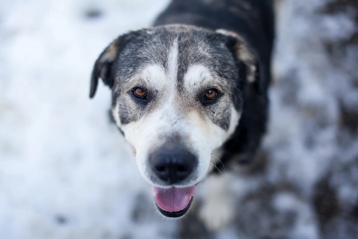 Oskar, Mixed Breed for adoption at Embla Rescue, Helsinki