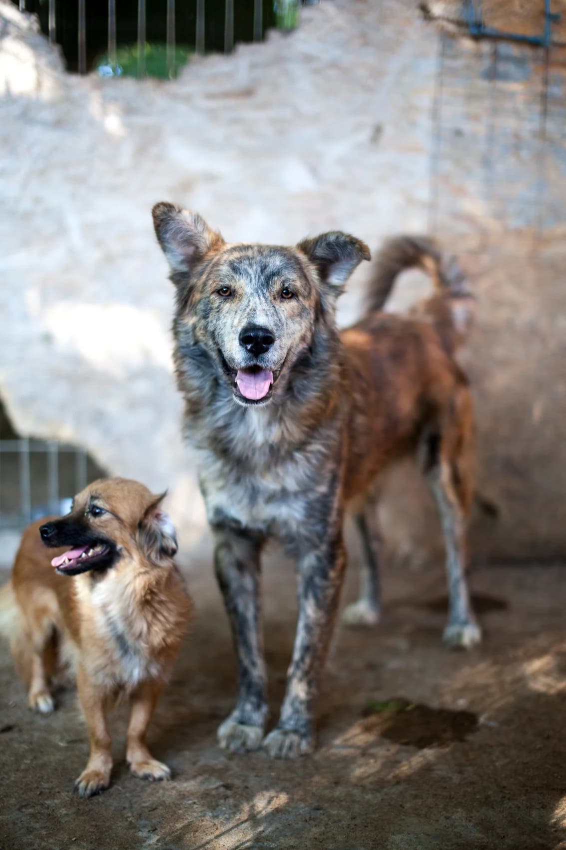 Pablo,  Mixed Breed for adoption at Embla Rescue, Helsinki