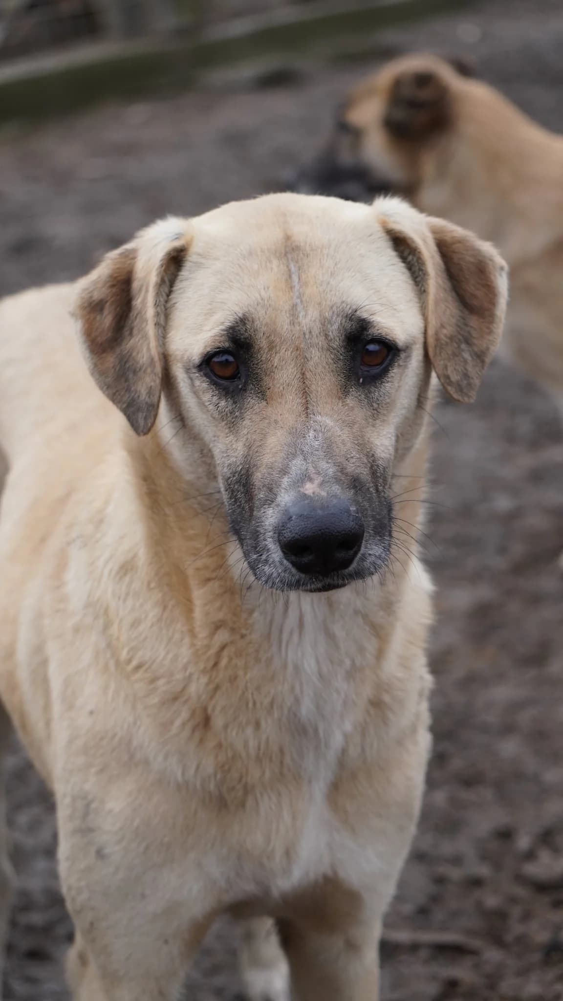 Paloma, Mixed Breed (Embla Rescue)
