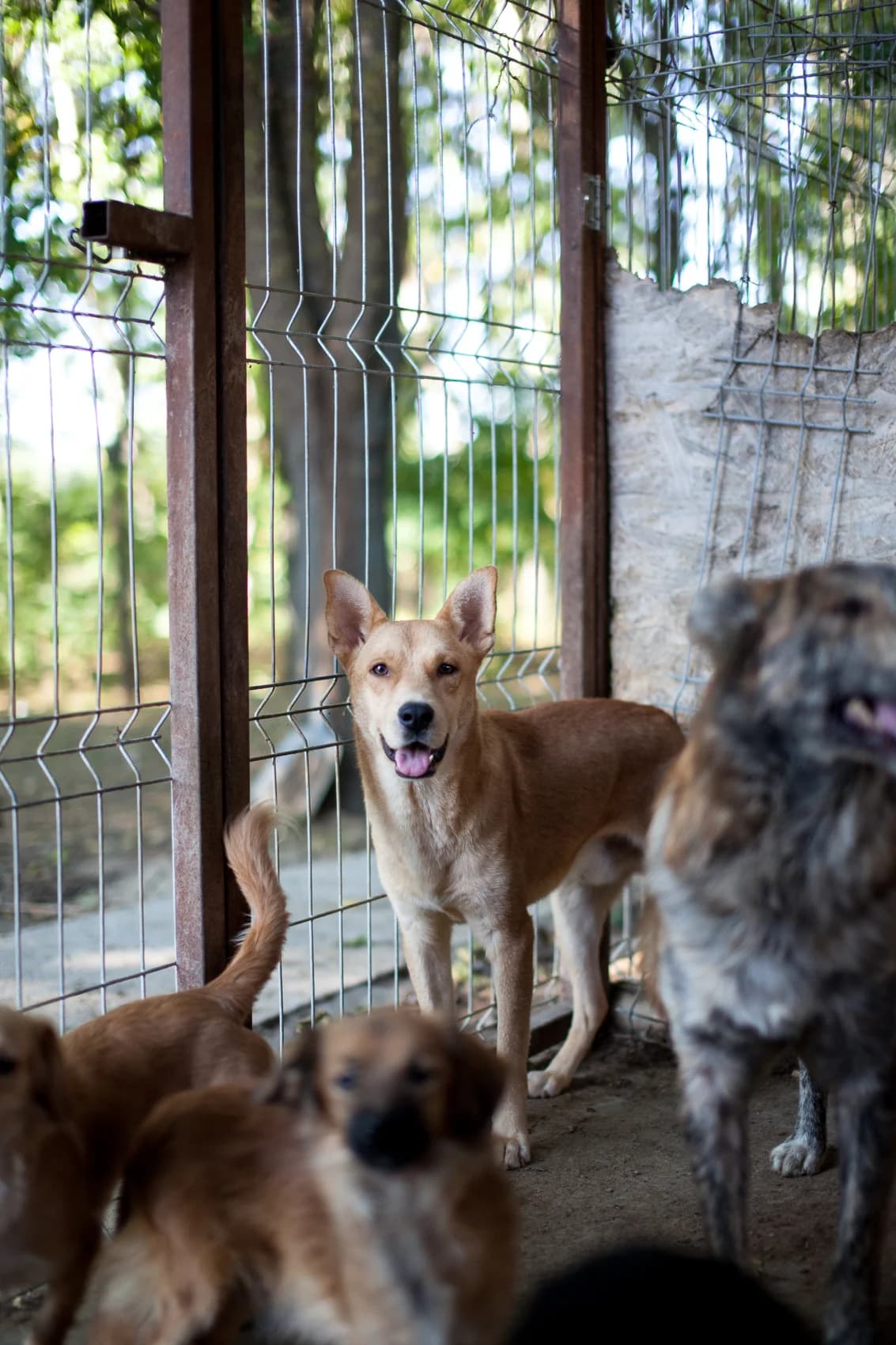 Pepe, Mixed Breed for adoption at Embla Rescue, Helsinki