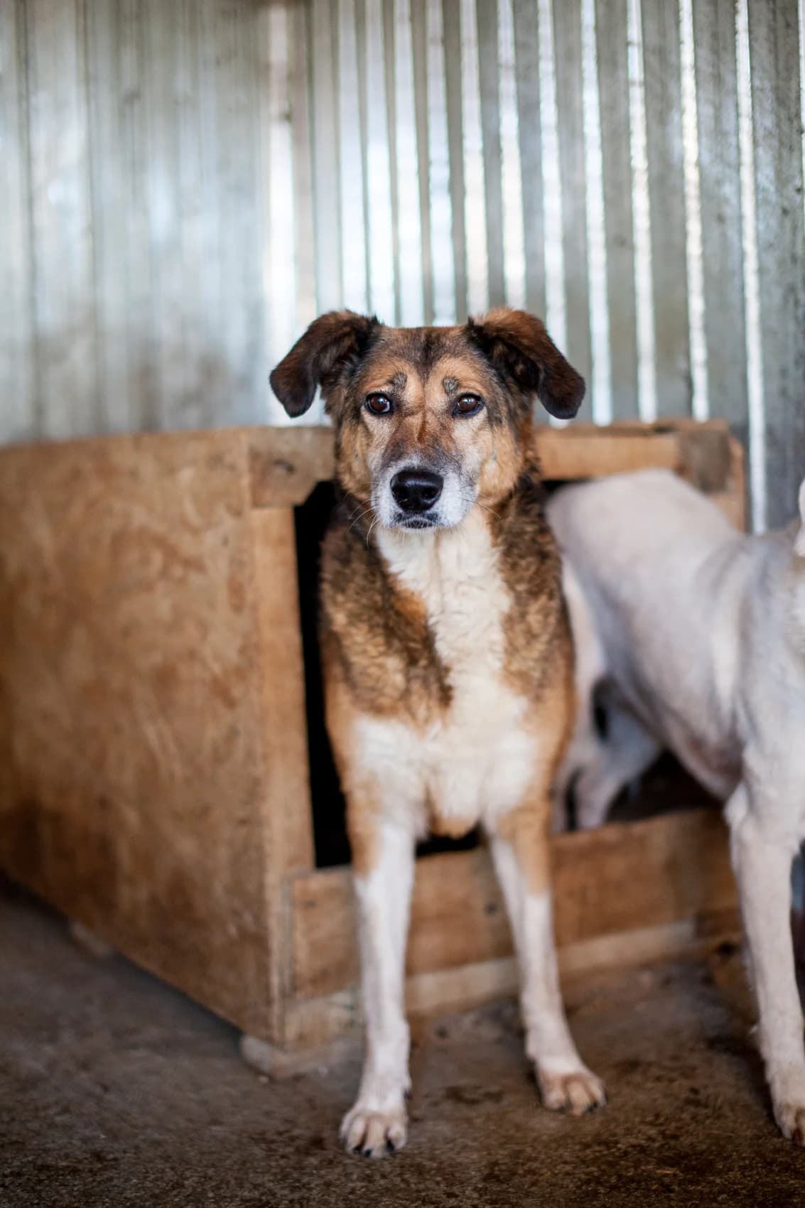 Pioni,  Mixed Breed for adoption at Embla Rescue, Helsinki