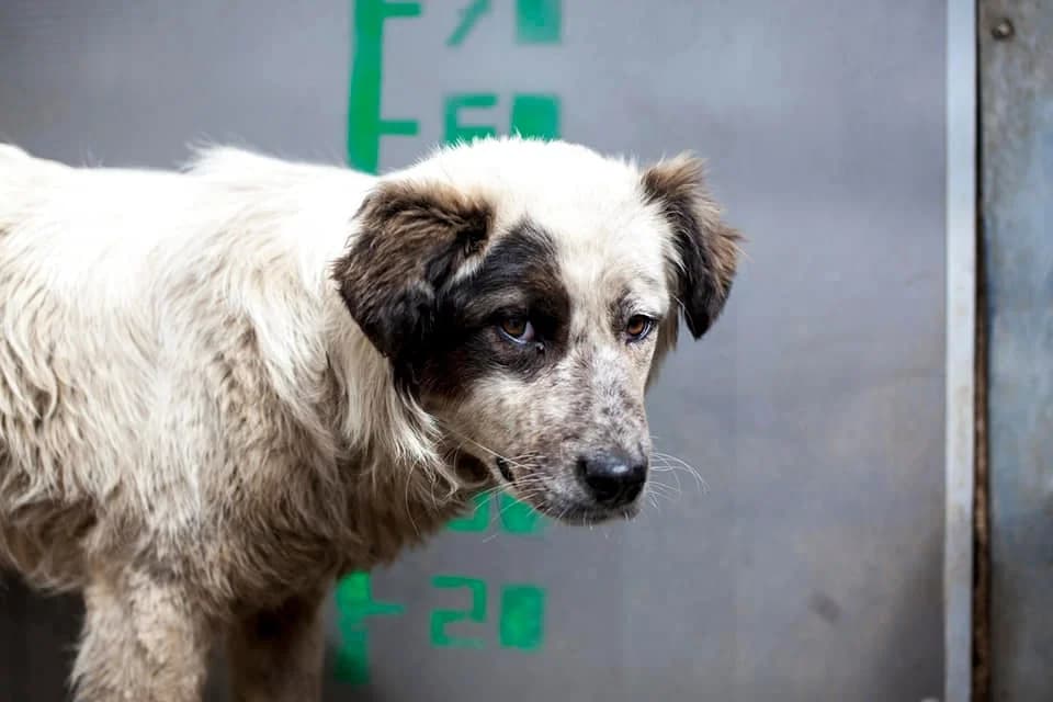 Pryia, Mixed Breed for adoption at Embla Rescue, Helsinki