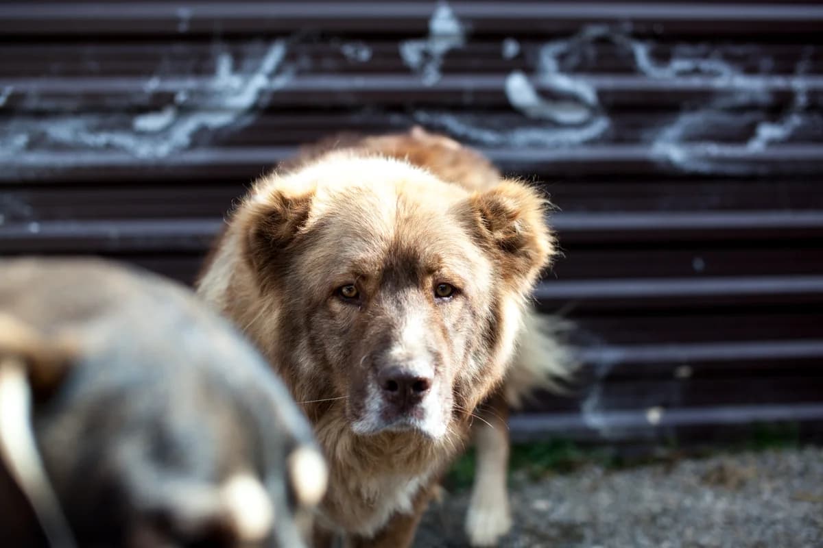 Rafiki, Mixed Breed for adoption at Embla Rescue, Helsinki