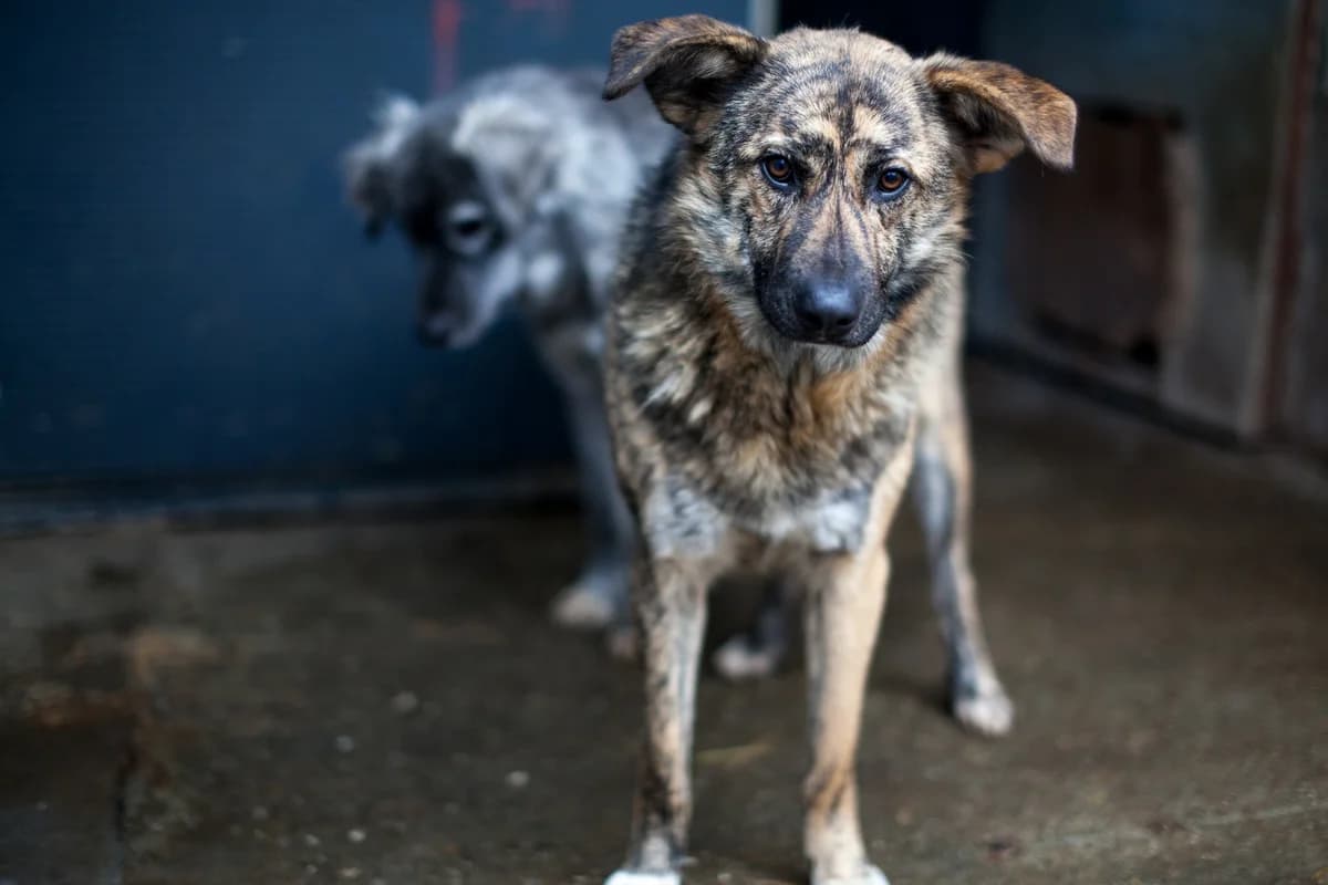 Riad,  Mixed Breed for adoption at Embla Rescue, Helsinki