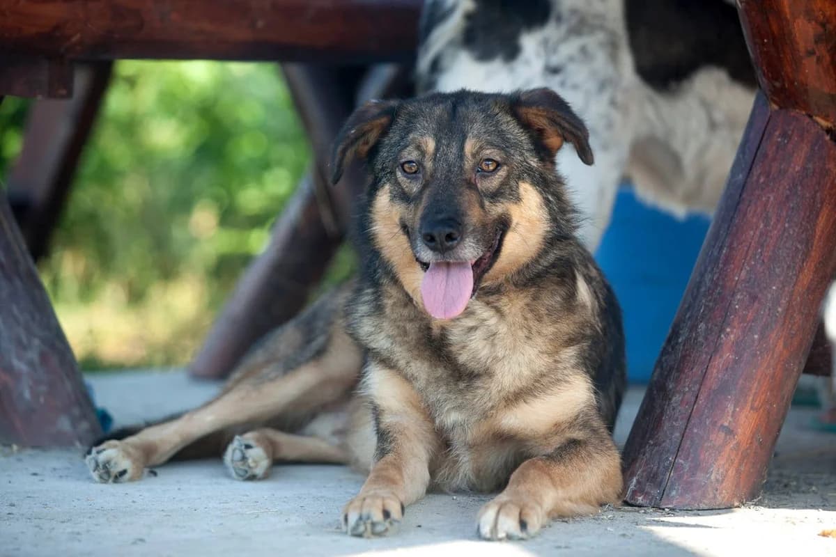 Rubix, Mixed Breed for adoption at Embla Rescue, Helsinki