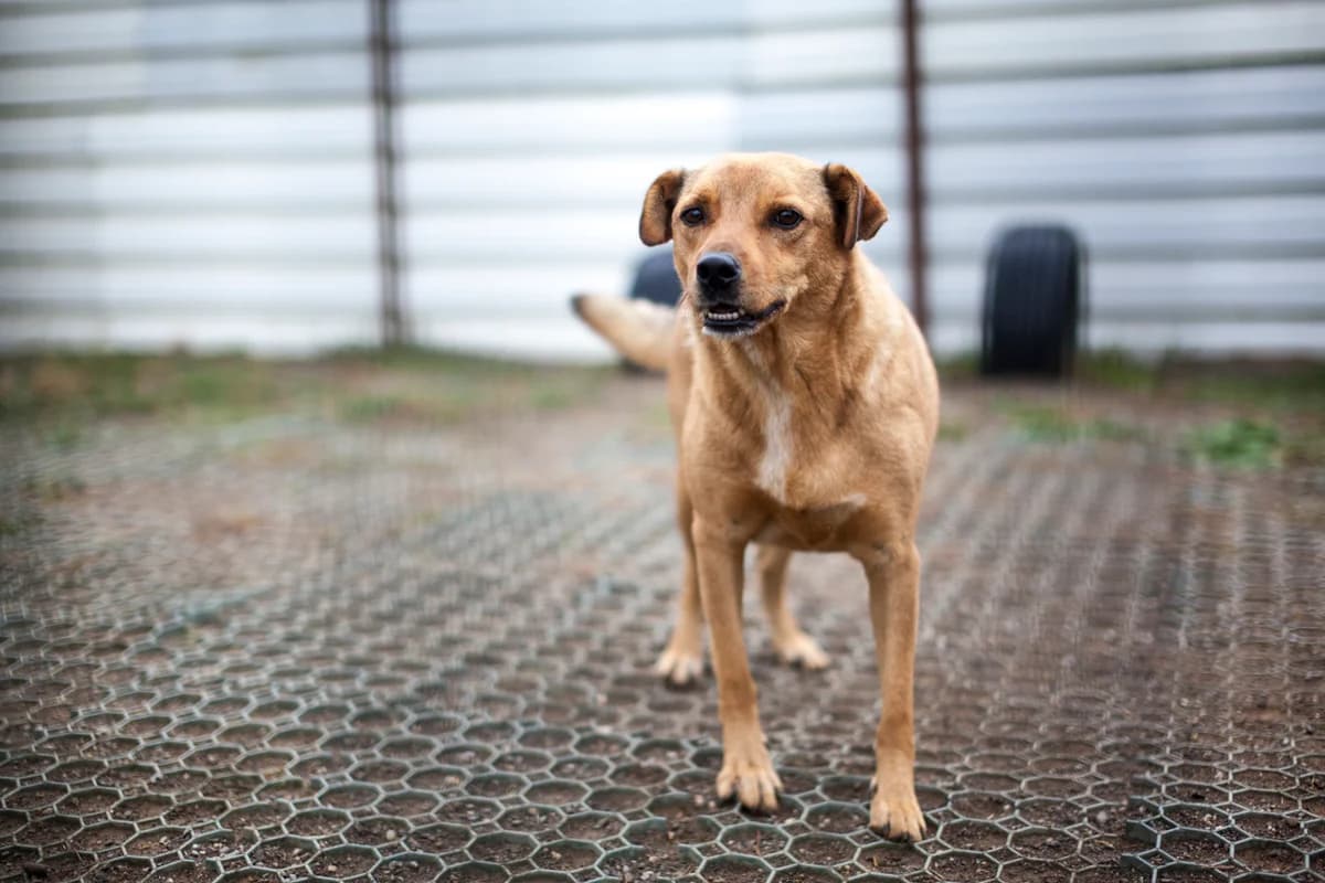Sammie,  Mixed Breed for adoption at Embla Rescue, Helsinki