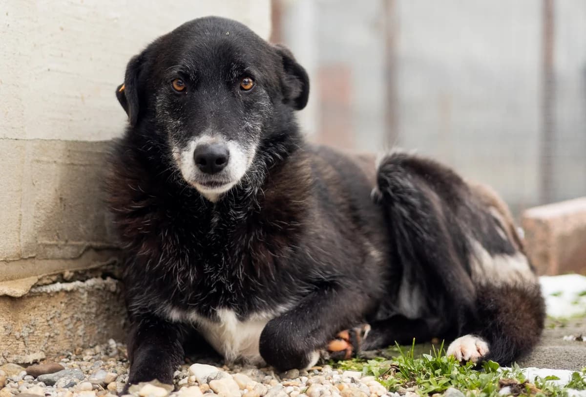 Shelby, Mixed Breed for adoption at Embla Rescue, Helsinki