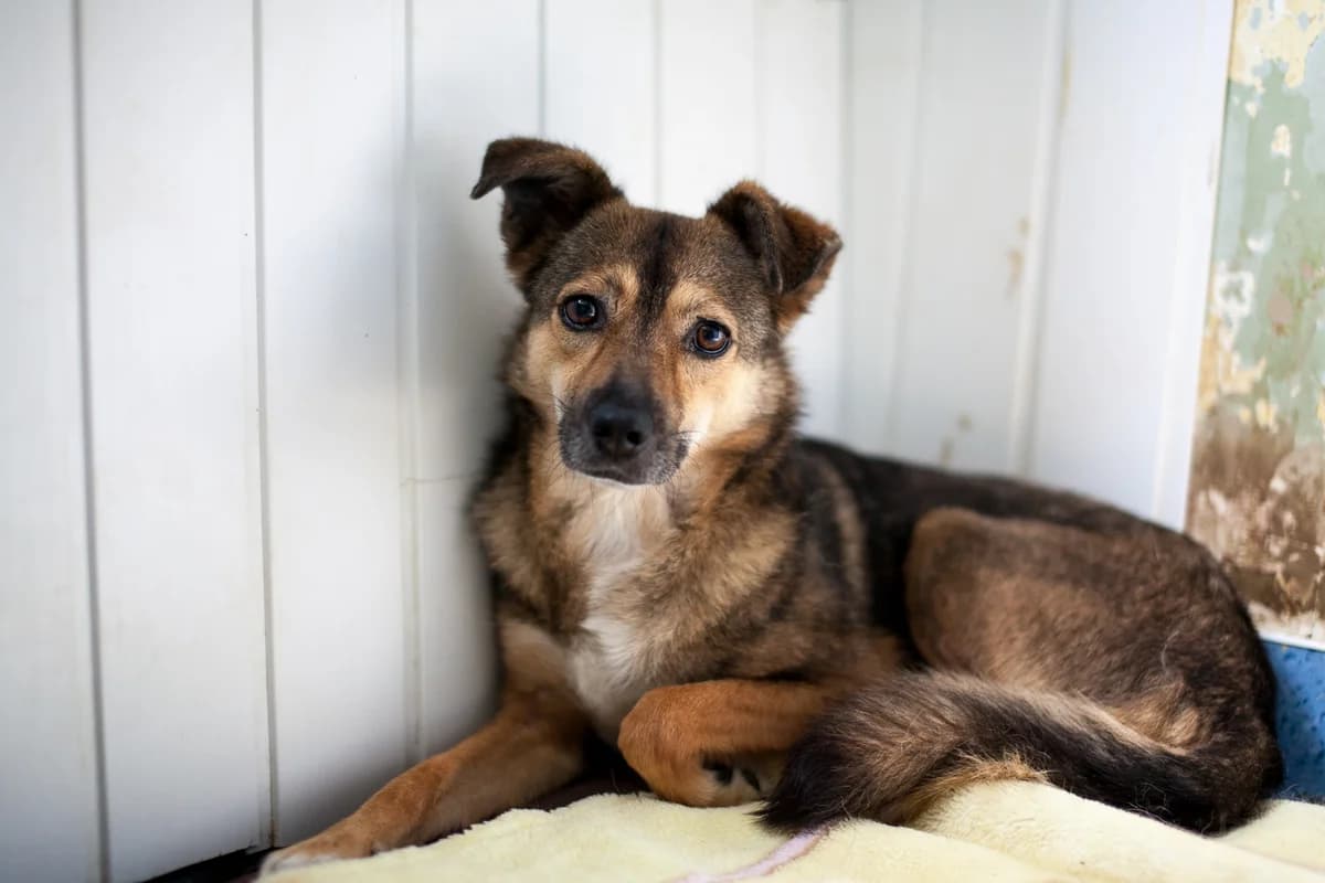 Sierra, Mixed Breed for adoption at Embla Rescue, Helsinki