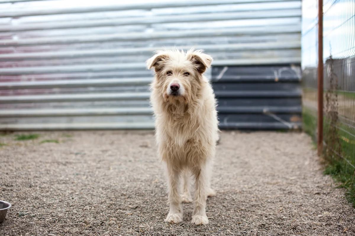 Simmi, Mixed Breed for adoption at Embla Rescue, Helsinki