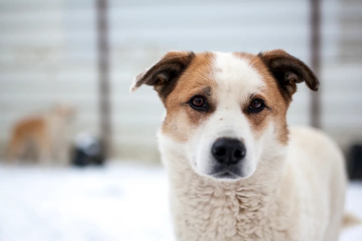 Spotty,  Mixed Breed for adoption at Embla Rescue, Helsinki