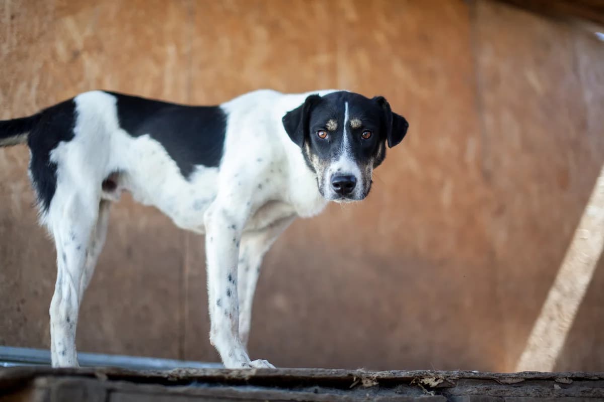 Tao,  Mixed Breed for adoption at Embla Rescue, Helsinki