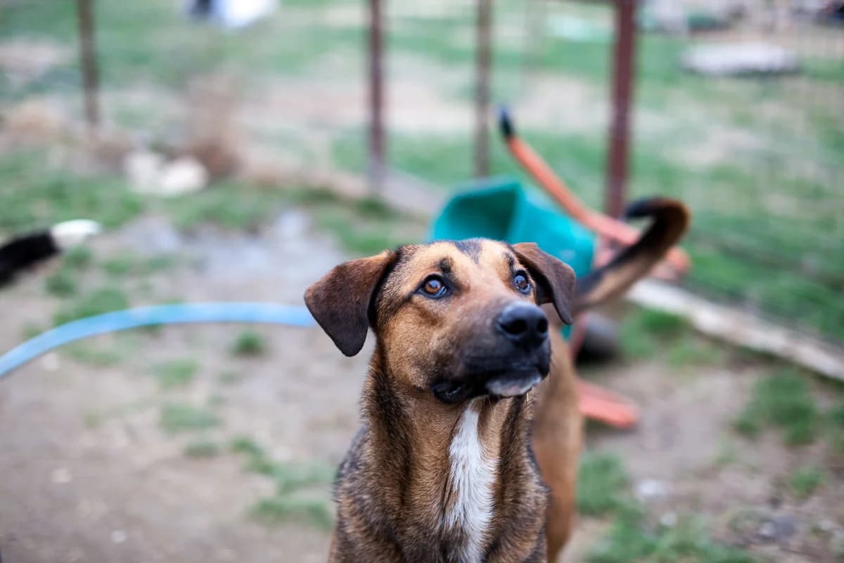 Tarmo, Mixed Breed for adoption at Embla Rescue, Helsinki