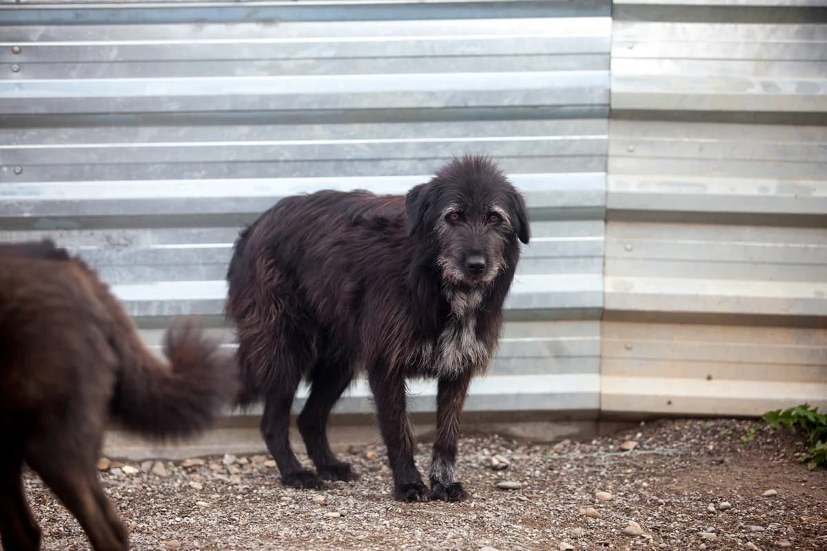 Tobina, Mixed Breed for adoption at Embla Rescue, Helsinki