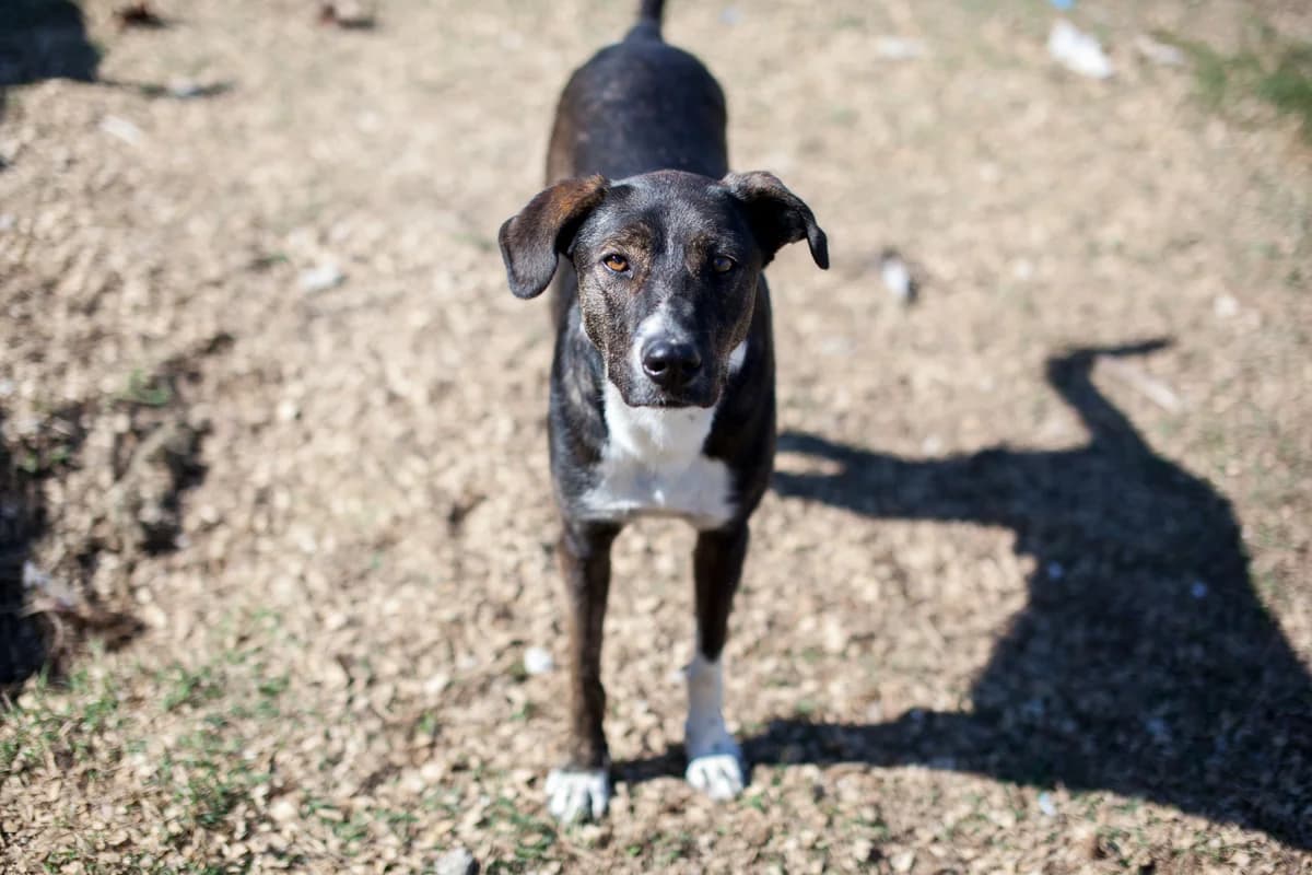 Turkka, Mixed Breed for adoption at Embla Rescue, Helsinki
