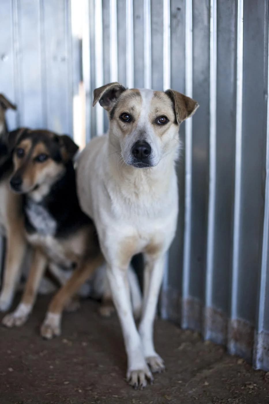 Tyyni,  Mixed Breed for adoption at Embla Rescue, Helsinki