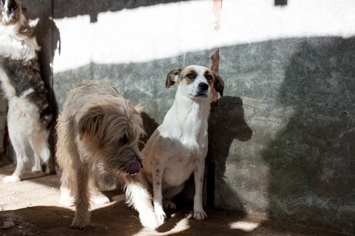 Valda, Mixed Breed for adoption at Embla Rescue, Helsinki