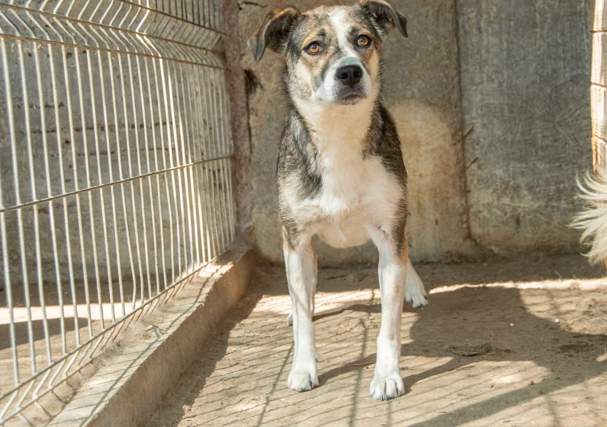 Valeria, Mixed Breed for adoption at Embla Rescue, Helsinki