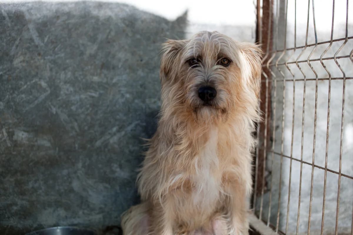 Valton, Mixed Breed for adoption at Embla Rescue, Helsinki