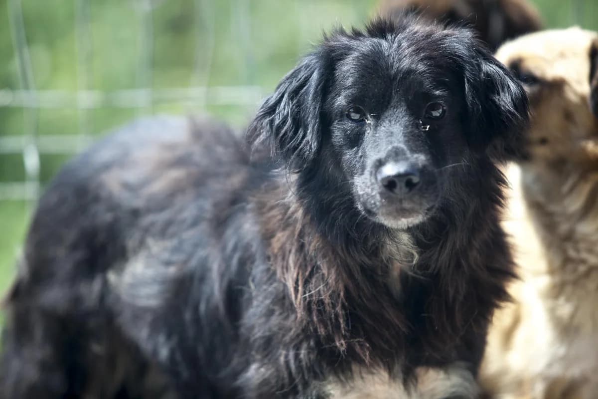 Vanamo,  Mixed Breed for adoption at Embla Rescue, Helsinki