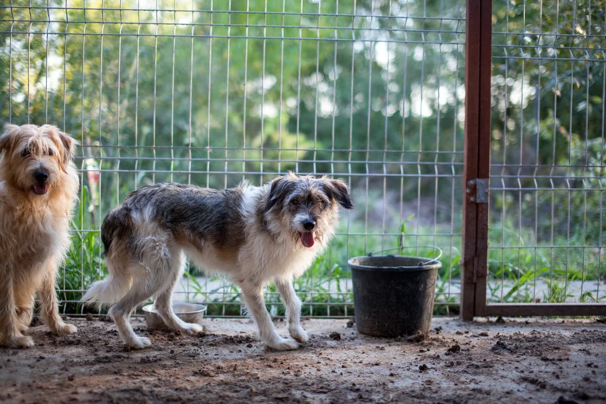 Vandana,  Mixed Breed for adoption at Embla Rescue, Helsinki