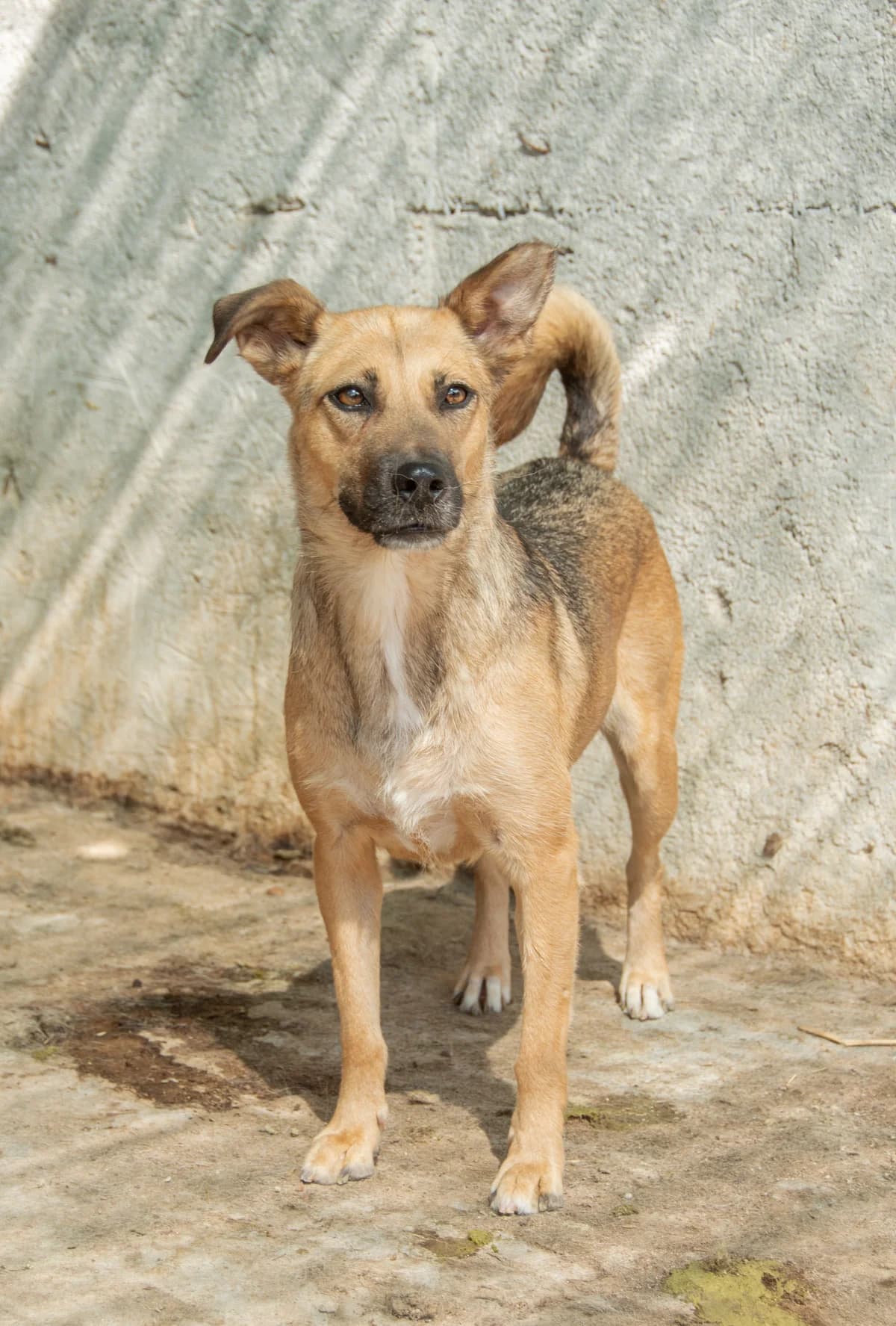 Vanya,  Mixed Breed for adoption at Embla Rescue, Helsinki