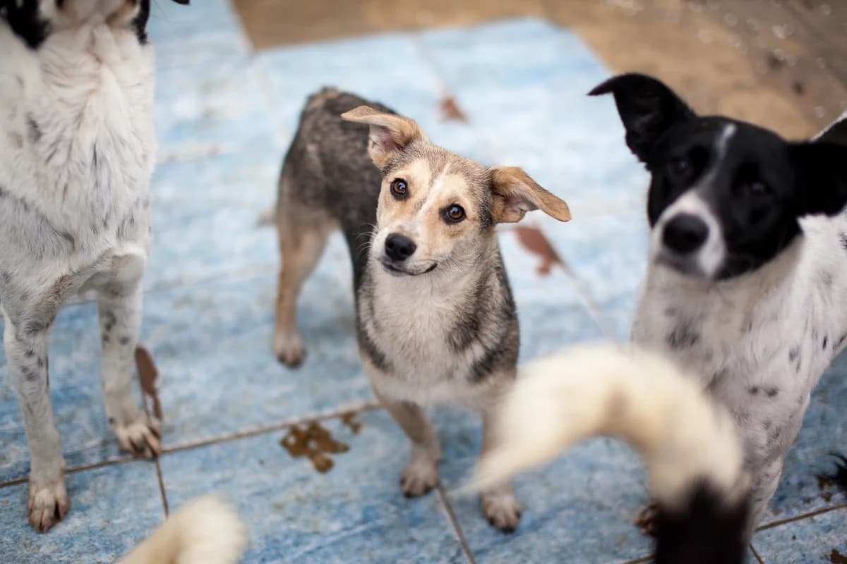 Vili,  Mixed Breed for adoption at Embla Rescue, Helsinki