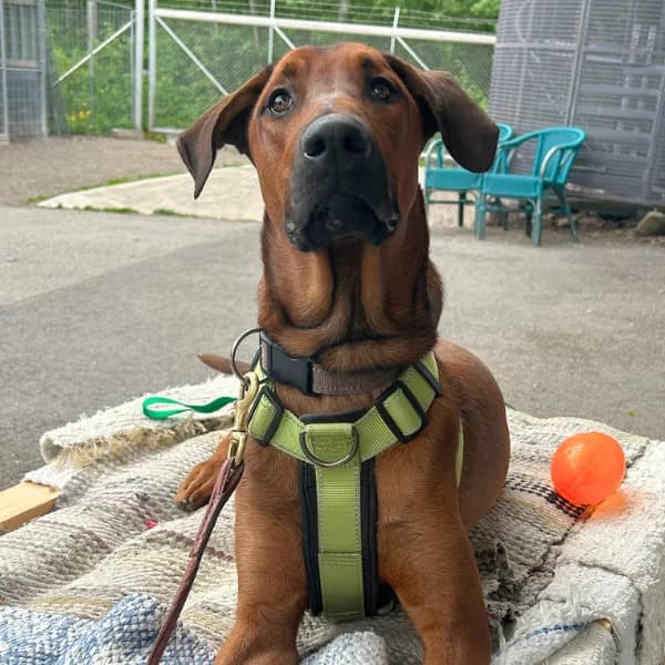 Casanova, male Mixed Breed for adoption at HESY, Helsinki