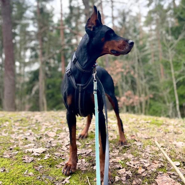 Cella, female Doberman for adoption at HESY, Helsinki