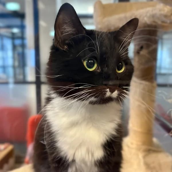 Daucus, mustavalkoinen male mixed breed for adoption at HESY, Helsinki