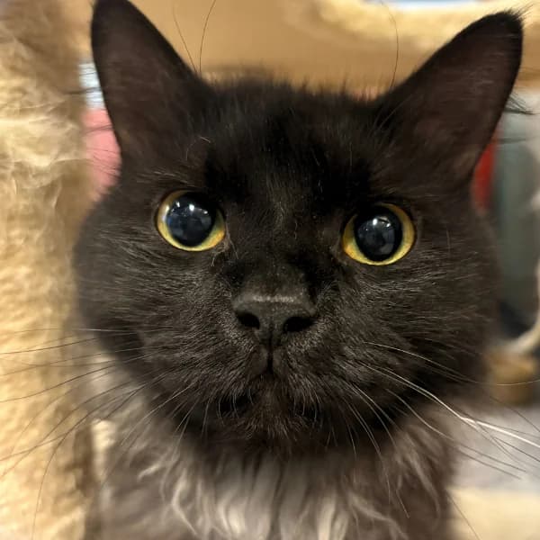 Deconica, male mixed breed for adoption at HESY, Helsinki