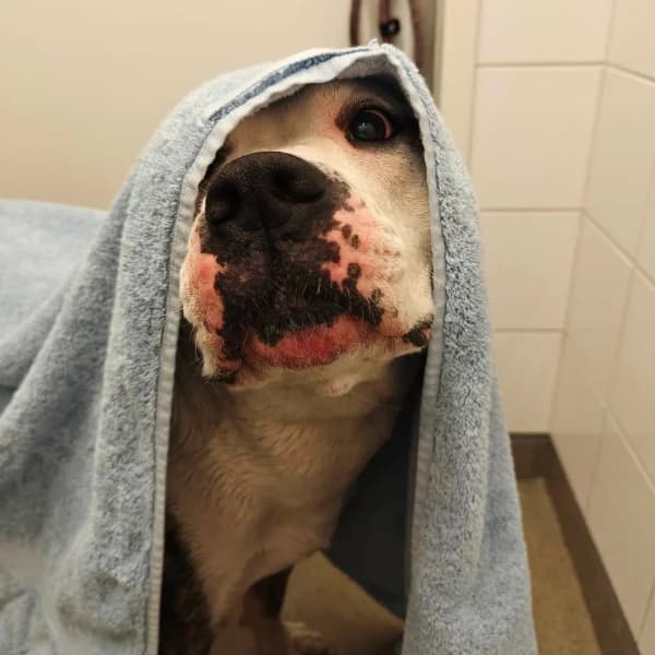 Elmeri, male English Bulldog for adoption at HESY, Helsinki