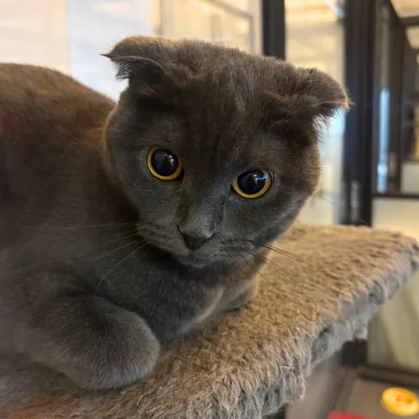 Esmeralda, female Scottish Fold for adoption at HESY, Helsinki