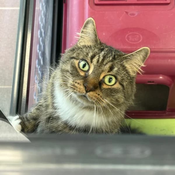 Leili, female mixed breed for adoption at HESY, Helsinki