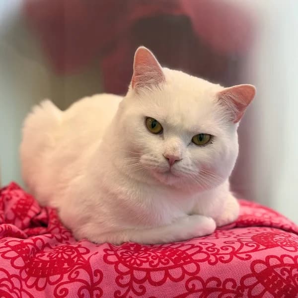 Mellakka, male mixed breed for adoption at HESY, Helsinki